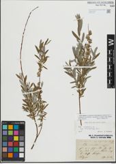 Foto von Salix repens L.
